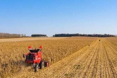 美国受疫情影响农产品价格大跌，养猪户利润已经损失近50亿美元