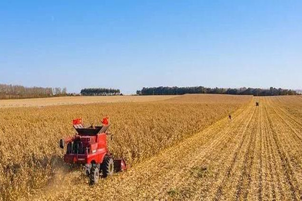 美国受疫情影响农产品价格大跌，养猪户利润已经损失近50亿美元