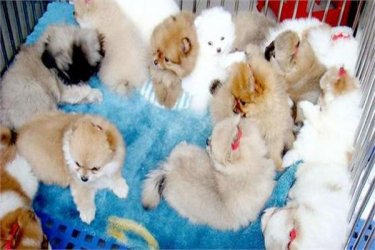 中国宠物市场规模市场将进一步扩大，预计将达到2953亿元